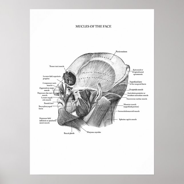 Poster Anatomie des muscles faciaux (Devant)