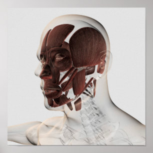 Poster Anatomie Des Muscles Faciaux Hommes, Vue De Côté