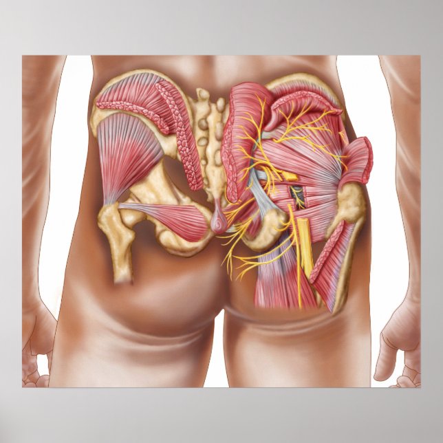 Poster Anatomie Des Muscles Gluteaux Dans Les Boutons (Devant)