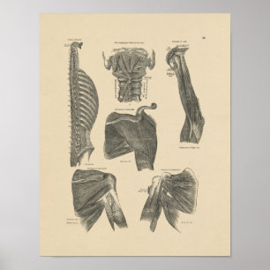 Poster Anatomie des muscles humains vintages 1880 Imprime