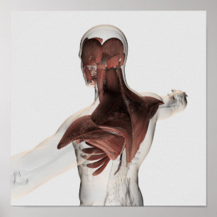 Poster Anatomie des muscles masculins dans le corps