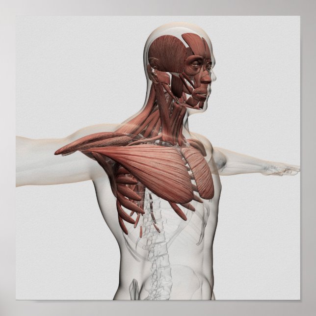 Poster Anatomie Des Muscles Masculins Dans Le Corps Supér (Devant)