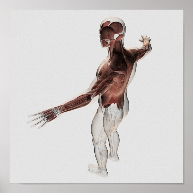 Poster Anatomie Des Muscles Masculins Dans Le Corps Supér (Devant)