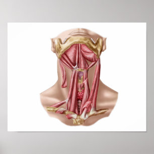 Poster Anatomie Des Muscles Os Et Cou Hyoïdes Humains
