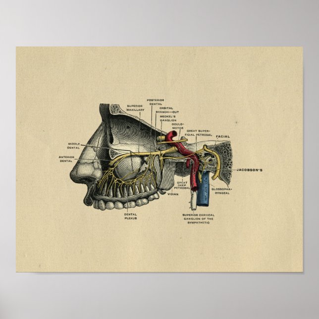 Poster Anatomie des nerfs dentaires humains 1902 Impressi (Devant)