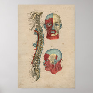Poster Anatomie des nerfs épineux humains 1841 Imprimer
