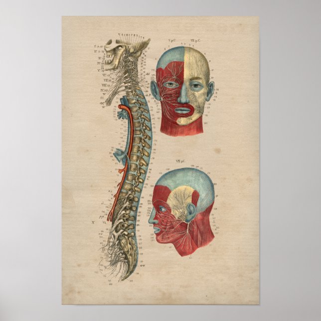 Poster Anatomie des nerfs épineux humains 1841 Imprimer (Devant)
