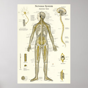 Poster Anatomie des nerfs rachidiens Chiropratique