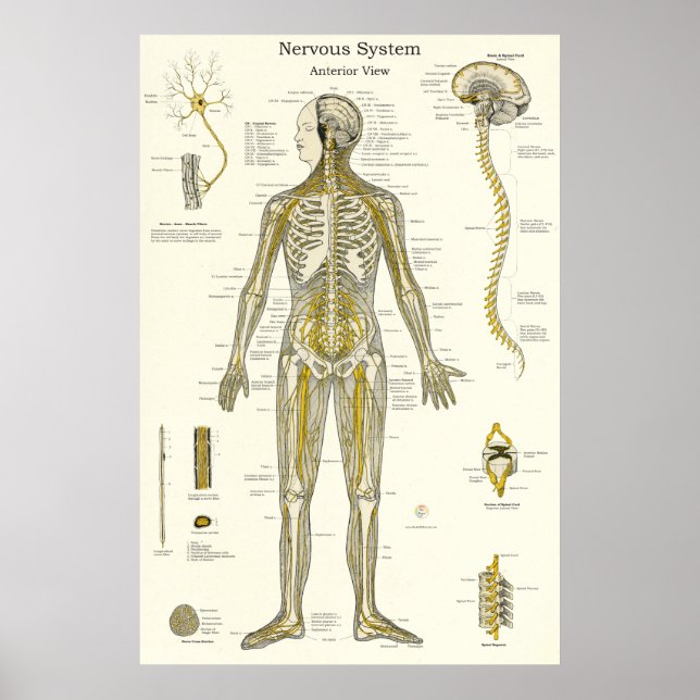 Poster Anatomie des nerfs rachidiens Chiropratique (Devant)