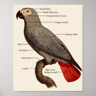 Poster Anatomie des oiseaux nus