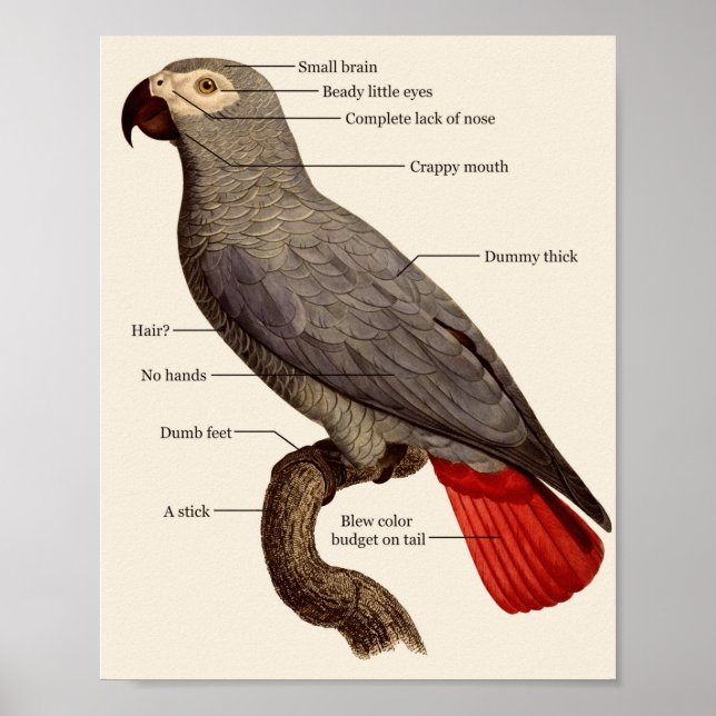 Poster Anatomie des oiseaux nus (Devant)