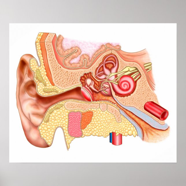 Poster Anatomie Des Oreilles Humaines (Devant)
