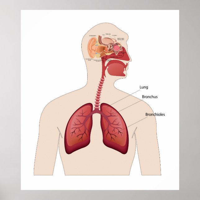 Poster Anatomie des oreilles humaines (Devant)