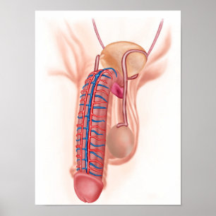 Poster Anatomie Des Organes De Reproduction Masculins