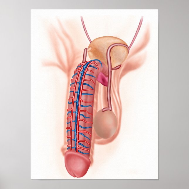 Poster Anatomie Des Organes De Reproduction Masculins (Devant)
