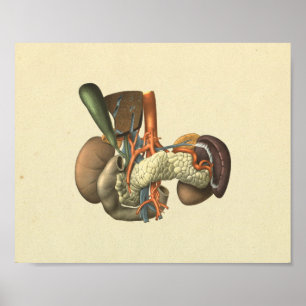 Poster Anatomie des organes internes humains Imprimer