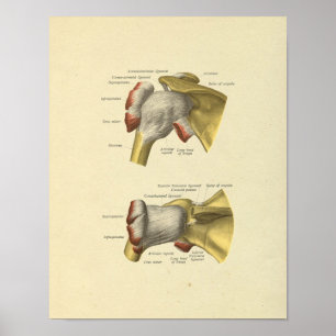 Poster Anatomie des os articulés de l'épaule
