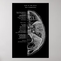Anatomie des os crâniens