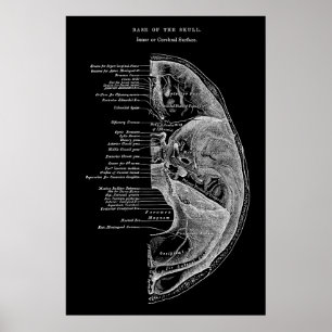 Poster Anatomie des os crâniens