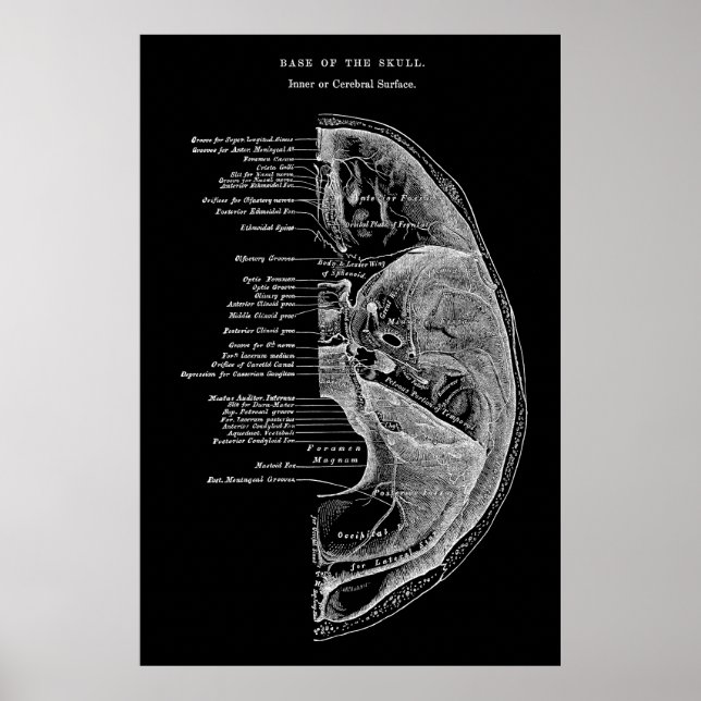Poster Anatomie des os crâniens (Devant)