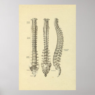 Poster Anatomie des os de colonne vertébrale Imprimer