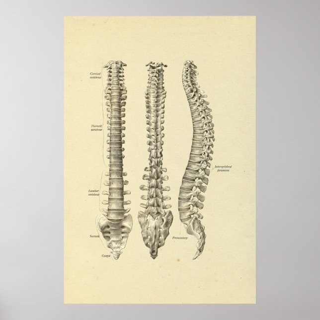 Poster Anatomie des os de colonne vertébrale Imprimer (Devant)
