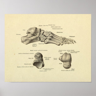 Poster Anatomie des os de pieds Imprimer