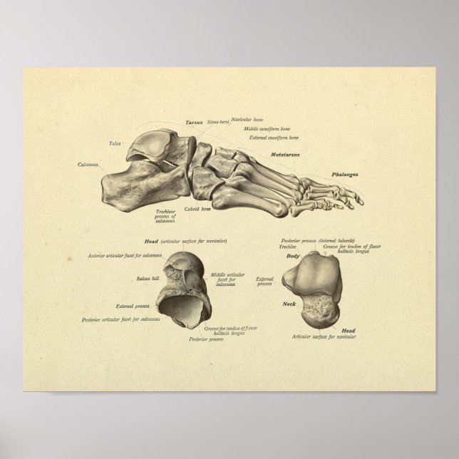Poster Anatomie des os de pieds Imprimer (Devant)