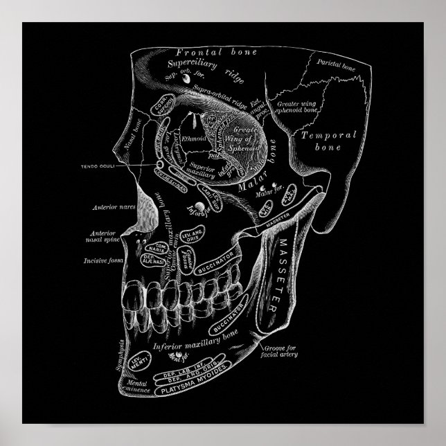 Poster Anatomie des os visage crâne Illustration Vieux Mé (Devant)