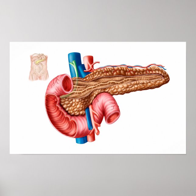 Poster Anatomie Des Pancréas (Devant)