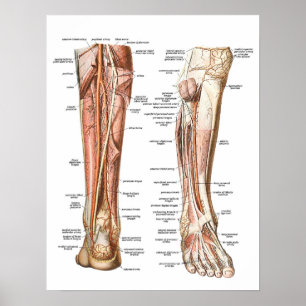 Poster Anatomie des pieds