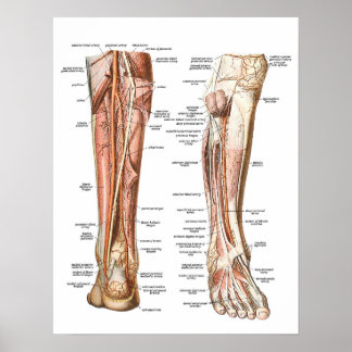 Poster Anatomie des pieds