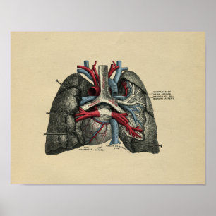 Poster Anatomie des poumons cardiaques humains 1902 Impre