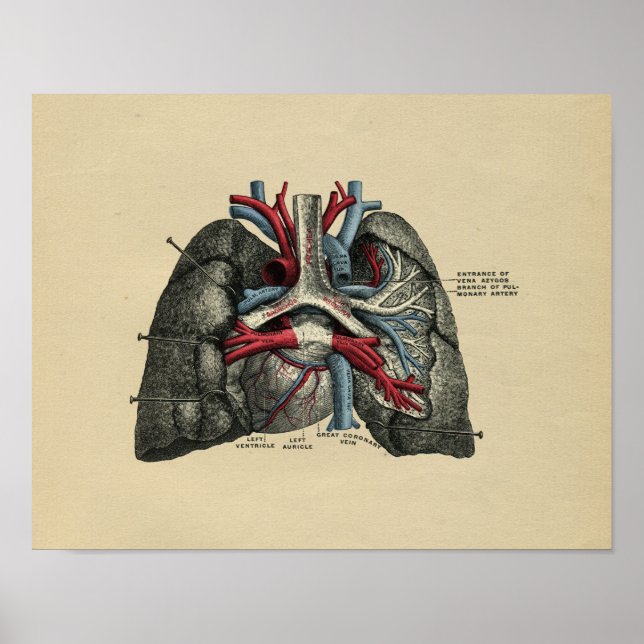 Poster Anatomie des poumons cardiaques humains 1902 Impre (Devant)