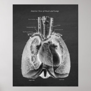 Poster Anatomie des poumons Coeur Vue antérieure