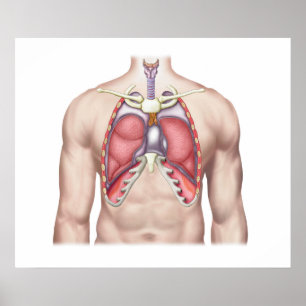 Poster Anatomie Des Poumons Humains En Situ