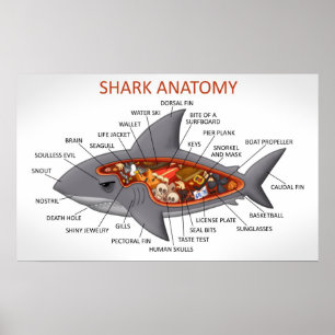 Poster Anatomie des requins
