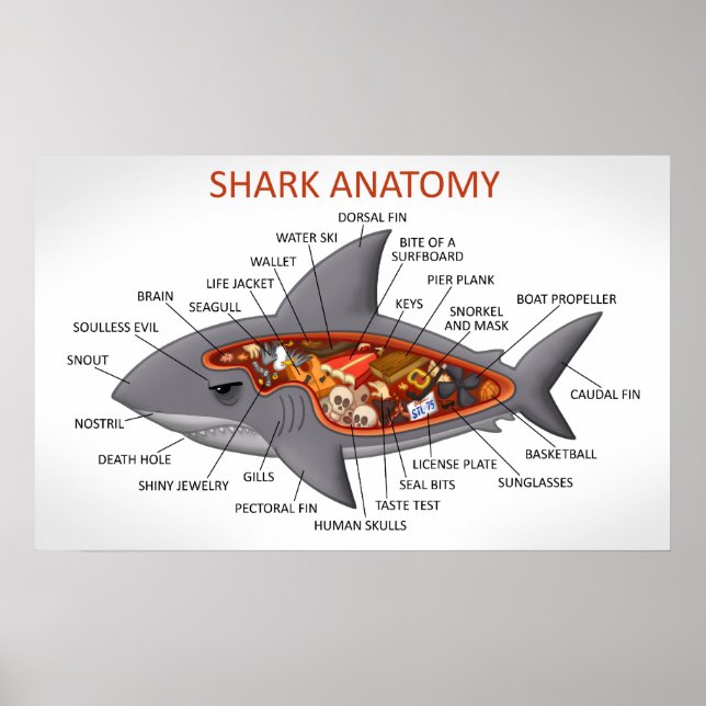 Poster Anatomie des requins (Devant)