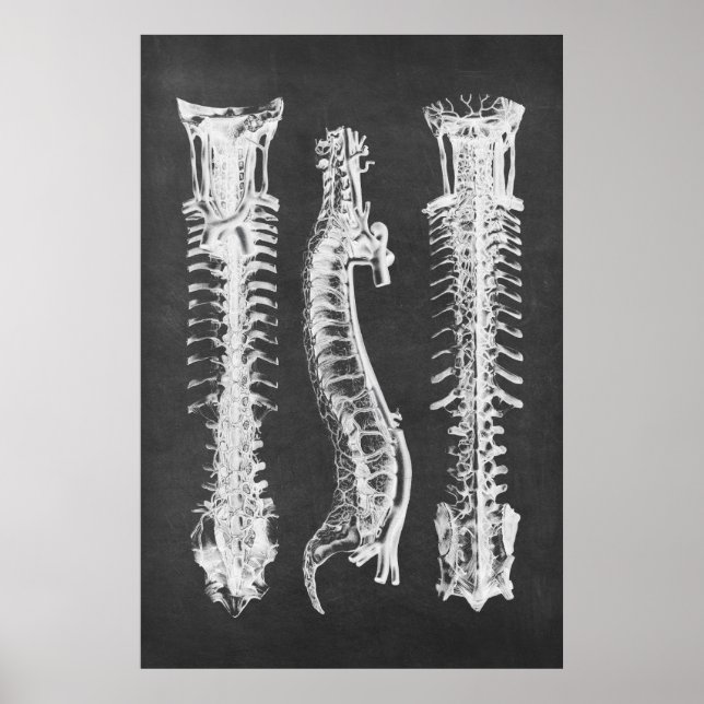 Poster Anatomie des vertèbres de la colonne vertébrale de (Devant)
