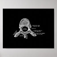Anatomie des vertèbres humaines en noir et blanc
