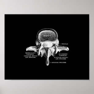 Poster Anatomie des vertèbres humaines en noir et blanc
