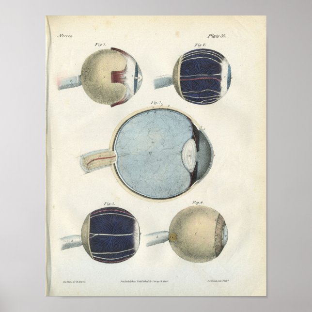 Poster Anatomie des yeux humains (Devant)