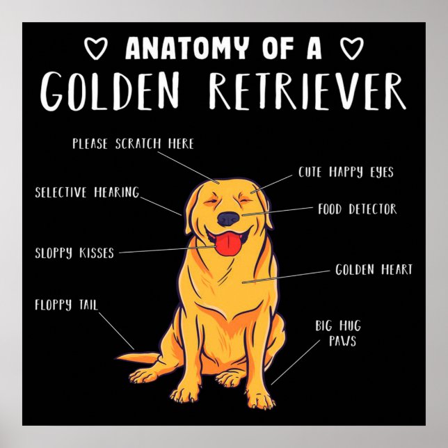 Poster Anatomie Drôle De Chien D'Un Golden Retriever (Devant)