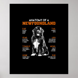 Poster Anatomie Drôle D'Un Chien De Terre-Neuve