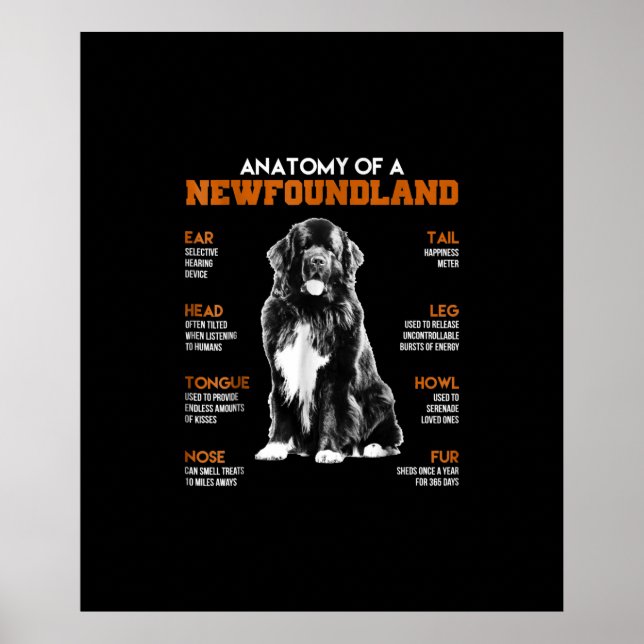 Poster Anatomie Drôle D'Un Chien De Terre-Neuve (Devant)