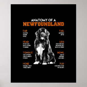 Poster Anatomie Drôle D'Un Chien De Terre-Neuve
