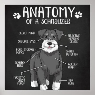 Poster Anatomie Drôle D'Un Schnauzer