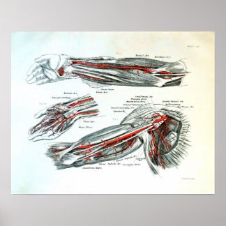 Poster Anatomie du bras