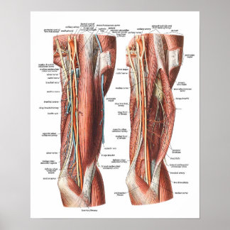 Poster Anatomie du bras et du coude