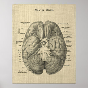 Poster Anatomie du cerveau Art #1 avec Arrière - plan de 
